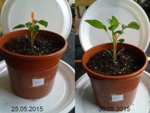 2015-05-30-vergleich-13