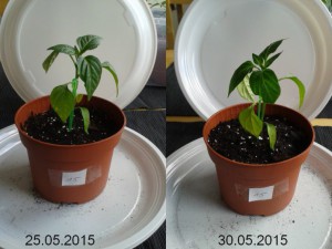 2015-05-30-vergleich-15