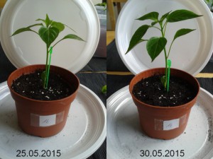 2015-05-30-vergleich-16