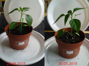 2015-05-30-vergleich-18