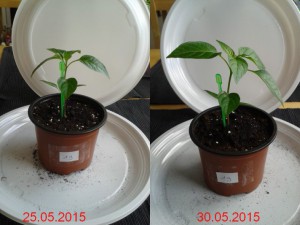 2015-05-30-vergleich-19