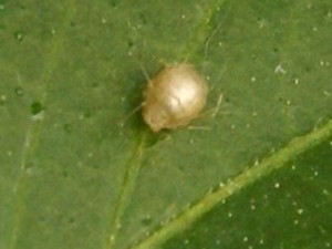 15053001_von Aphidiinae befallene Laus