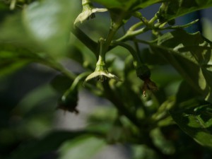 Habanero Numero Diez