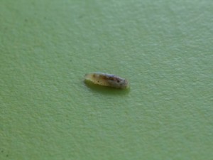 Schwebfliegenlarve_2