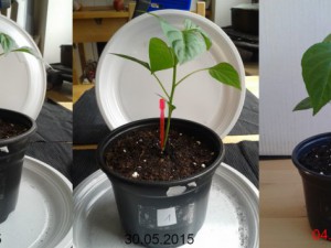 2015-06-04-Vergleich-01