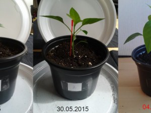 2015-06-04-Vergleich-02