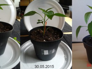 2015-06-04-Vergleich-03