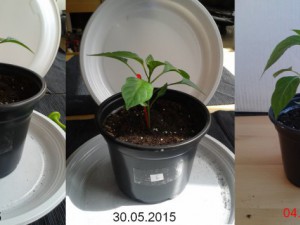 2015-06-04-Vergleich-04