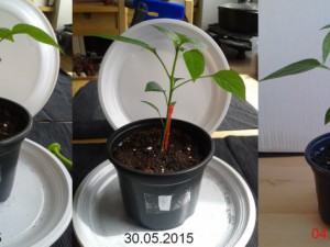 2015-06-04-Vergleich-05