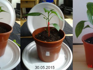 2015-06-04-Vergleich-06