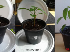 2015-06-04-Vergleich-07