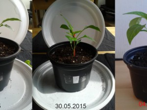 2015-06-04-Vergleich-08