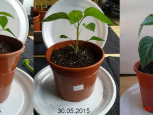 2015-06-04-Vergleich-10