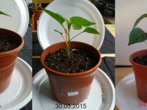 2015-06-04-Vergleich-11