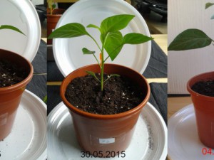 2015-06-04-Vergleich-12