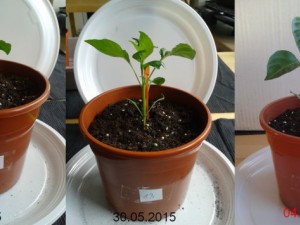 2015-06-04-Vergleich-13