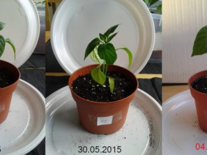 2015-06-04-Vergleich-15
