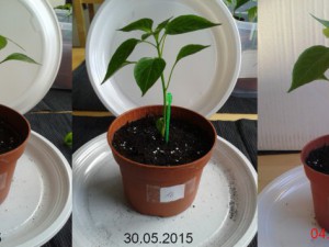 2015-06-04-Vergleich-16