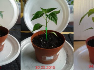 2015-06-04-Vergleich-17