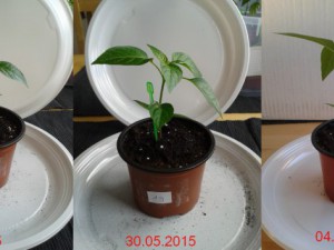 2015-06-04-Vergleich-19