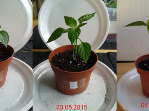 2015-06-04-Vergleich-20