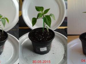 2015-06-04-Vergleich-21