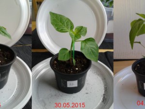 2015-06-04-Vergleich-22