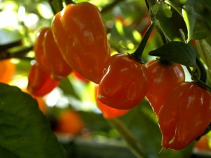 Orange habanero, original