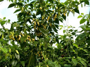 Peruvian white habanero