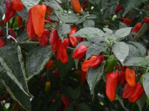 Naga morich