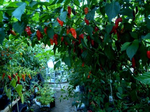 Bhut jolokia