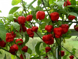 Trinidad Moruga Scorpion