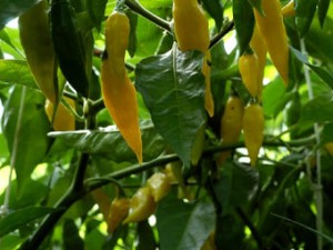 Yellow pointed habanero