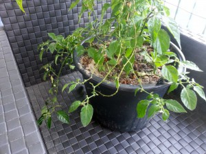 IMG_20150607_130107