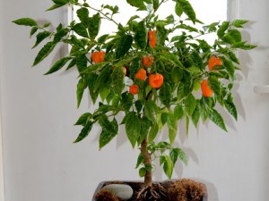 Orange habanero Bonchi