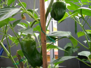 Chili Mayan Früchte 11.6.15