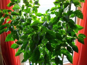 Chili Mayan Waterfarm 11.6.15