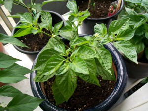 Chili Habanero Big Sun 11.6.15