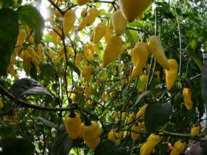 Tobago sweet x Yellow pointed habanero