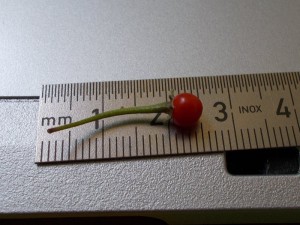 Chilis17062015002