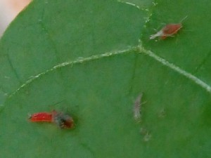 150620003_rote Würmchen