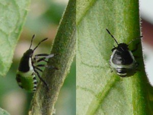 Nymphe Der Grünen Stinkwanze_Thyrannus