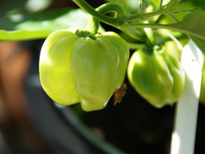 Antillais Caribbean