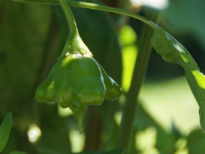Nepalese Bell mit Stachel