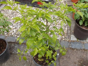 Chilis26062015 015