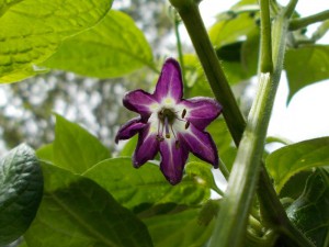 Chilis26062015 036