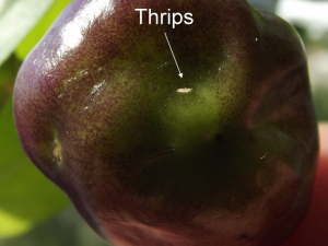 Thrips2