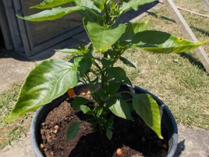 Chilis01072015 006