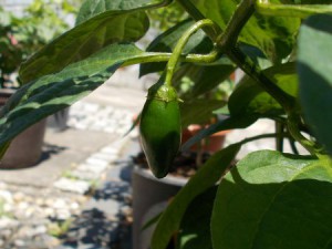 Chilis01072015 007