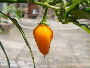 Chilis01072015 012